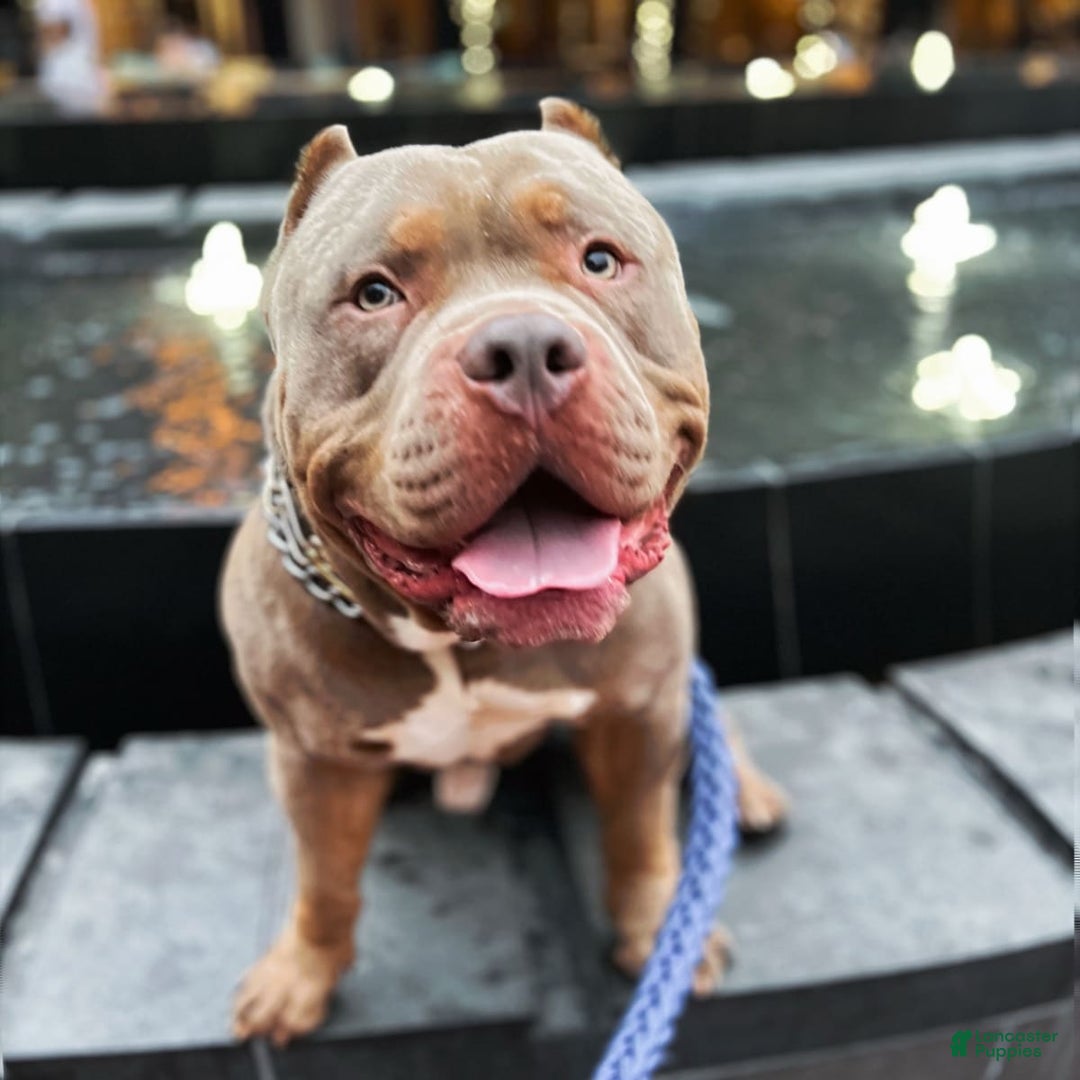 Gallery Image {{count}}