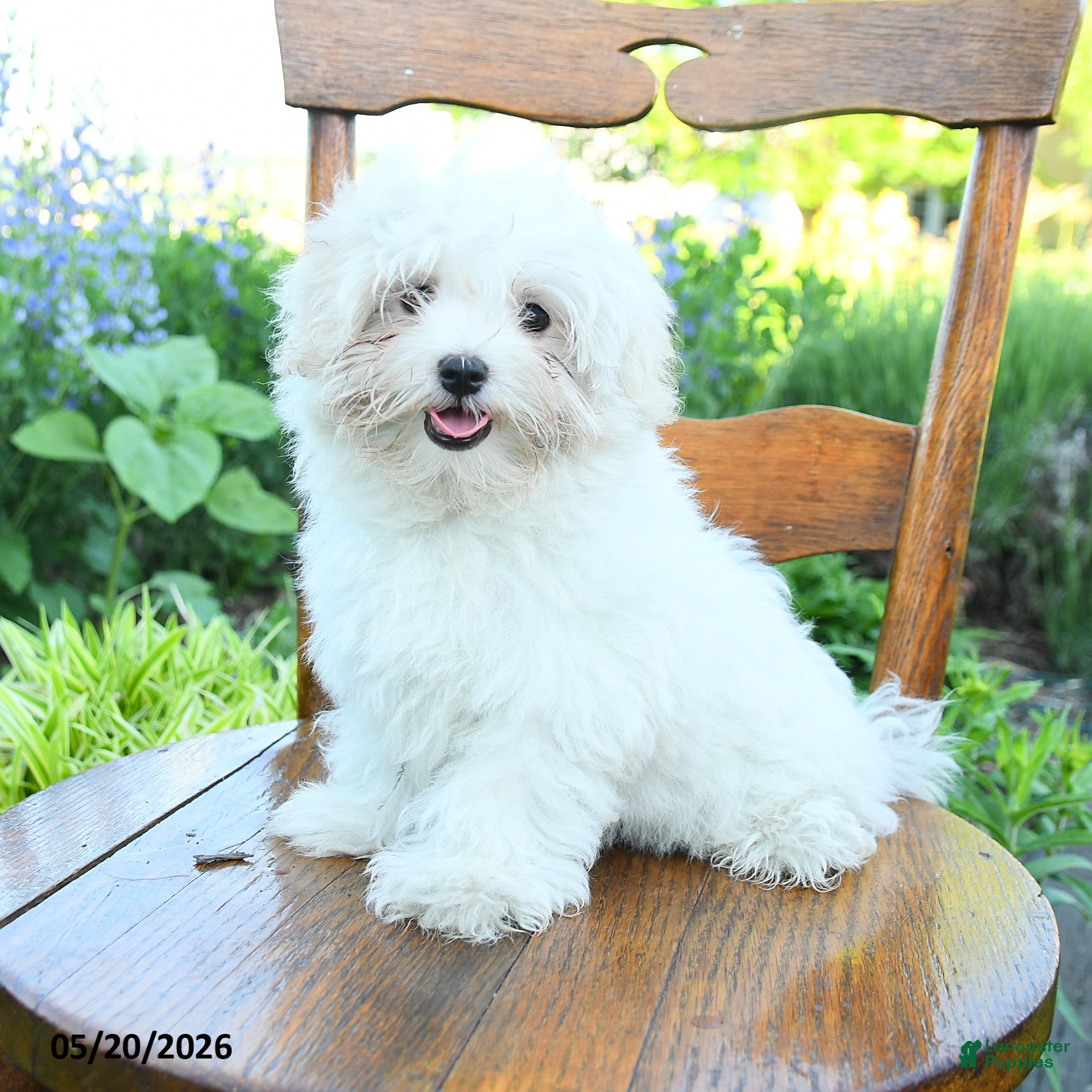 Maltese dogs Sugar - Ad 1