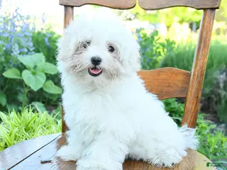 Maltese dogs for sale: Sugar - Ad 2