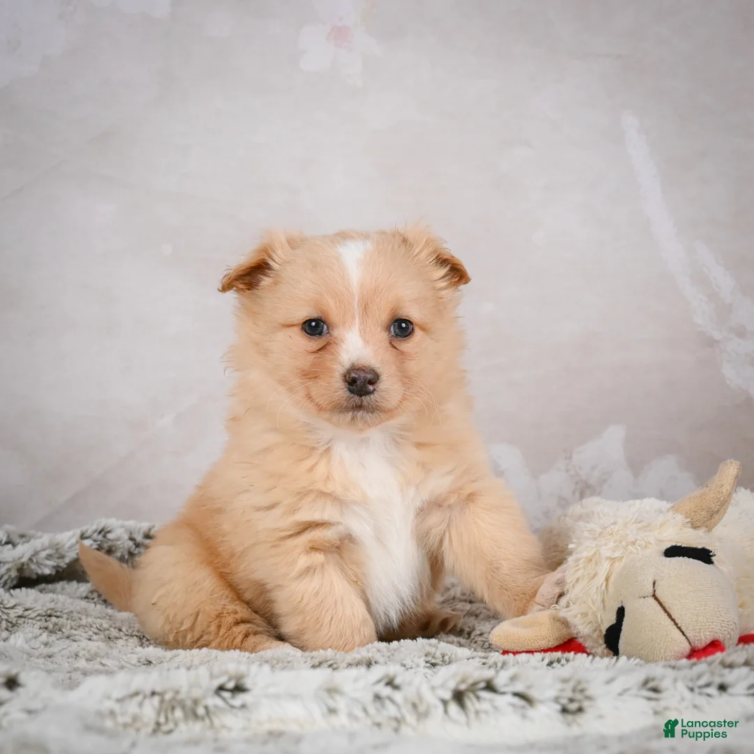 Chihuahua dogs for sale: Hugo - Ad 11
