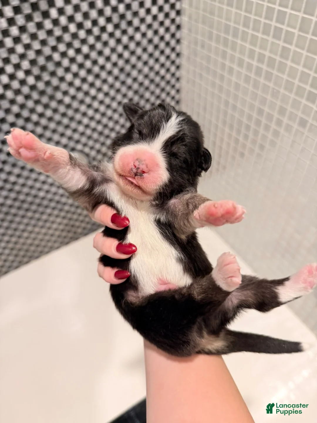 Australian Shepherd dogs for sale: Blaze - Ad 5