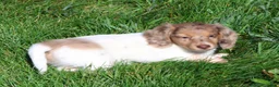 Miniature Dachshund dogs for sale: Skye - Ad 4