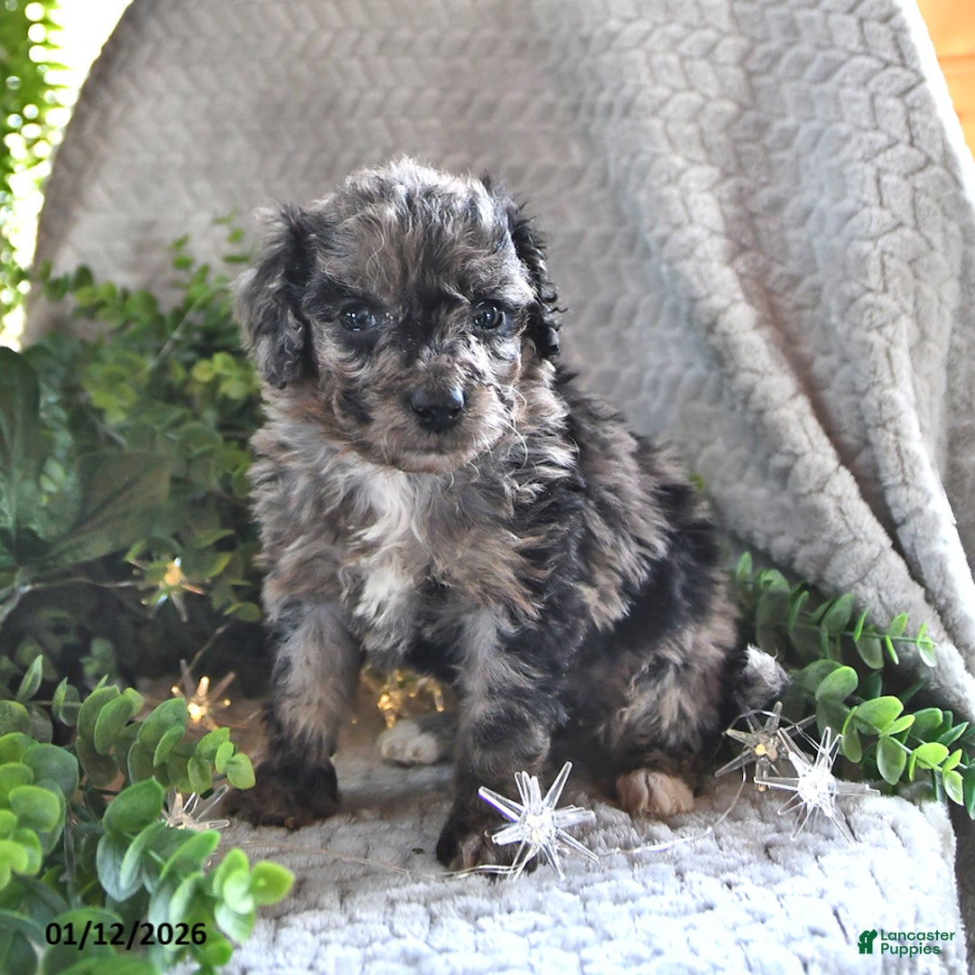 Bichpoo dogs for sale: Bella   - Ad 4