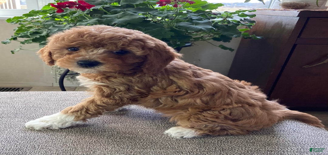 Gallery Image {{count}}