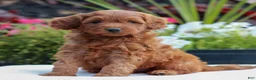 Mini Goldendoodle dogs for sale: Victor  - Ad 2