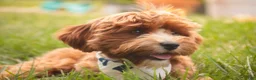Cavapoo dogs for sale: Harper - Ad 5