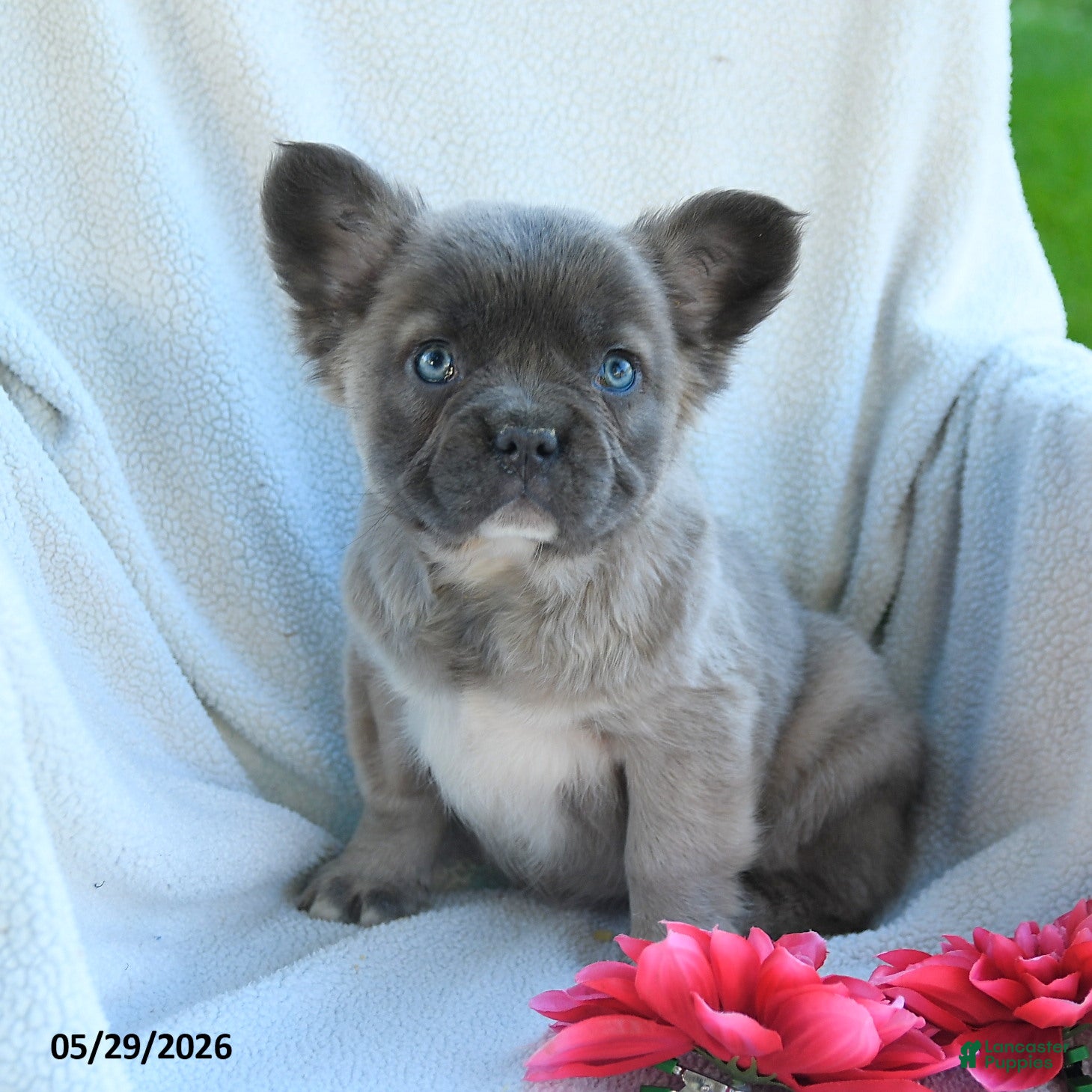 French Bulldog dogs Gretel - Ad 2