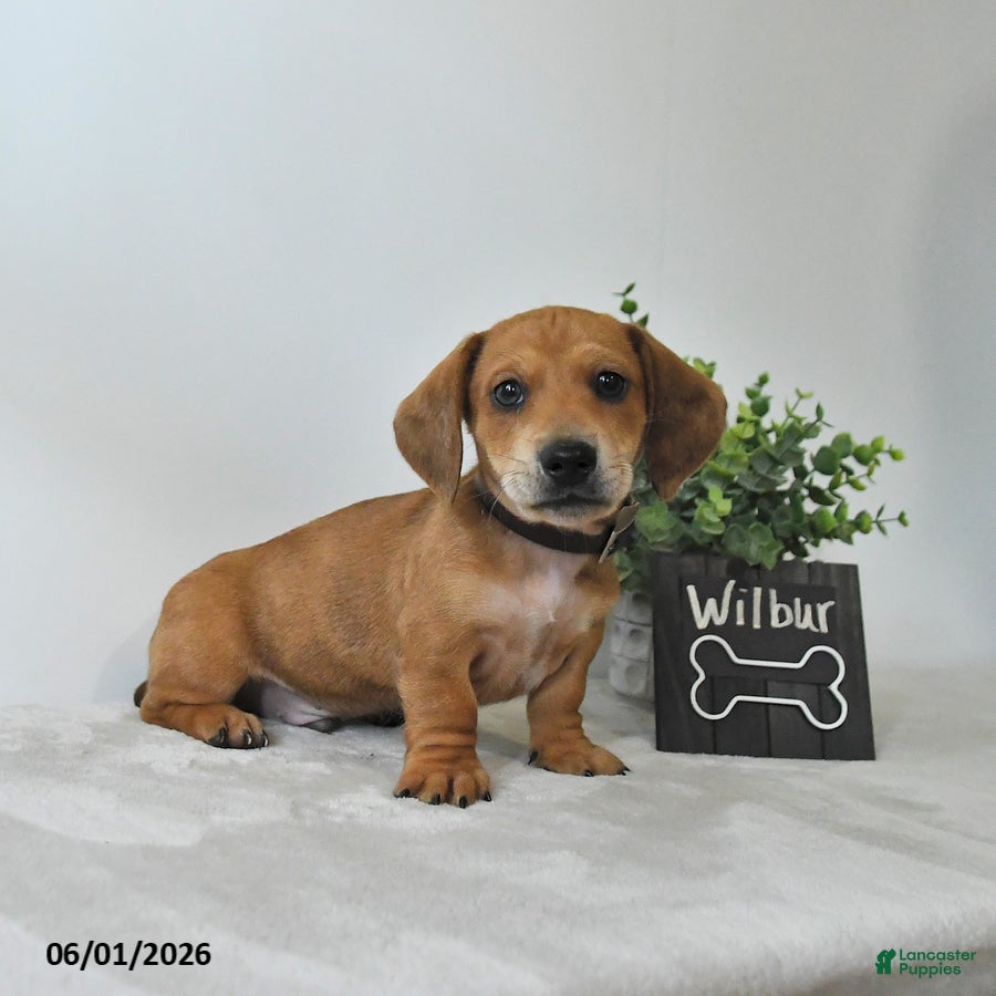 Miniature Dachshund dogs for sale: Wilbur - Ad 1
