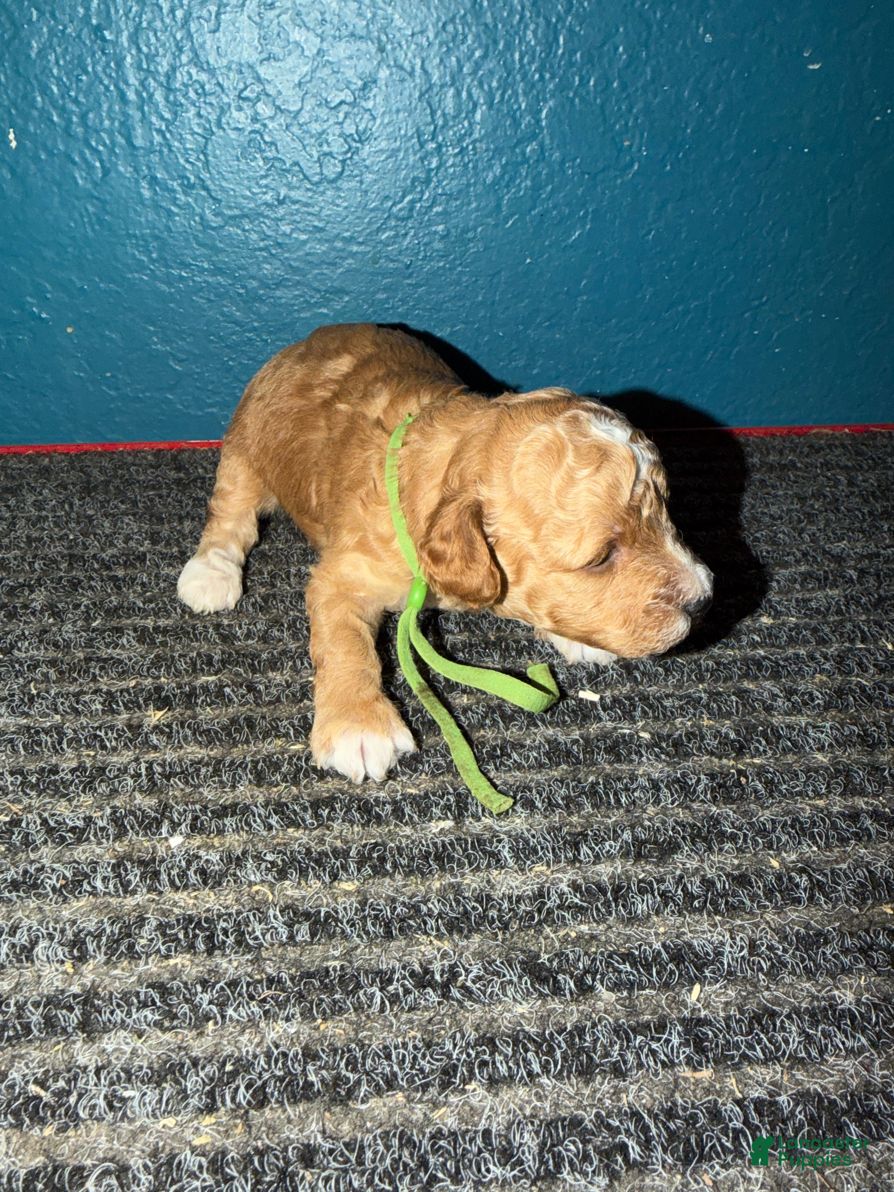 Miniature Poodle dogs AKC Miniature Poodle Puppy Dark Green - Ad 7