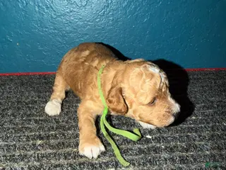 Miniature Poodle dogs AKC Miniature Poodle Puppy Dark Green - Ad 8