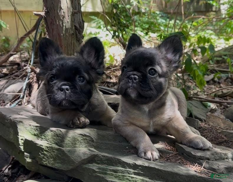 pug lhasa apso french bulldog mix