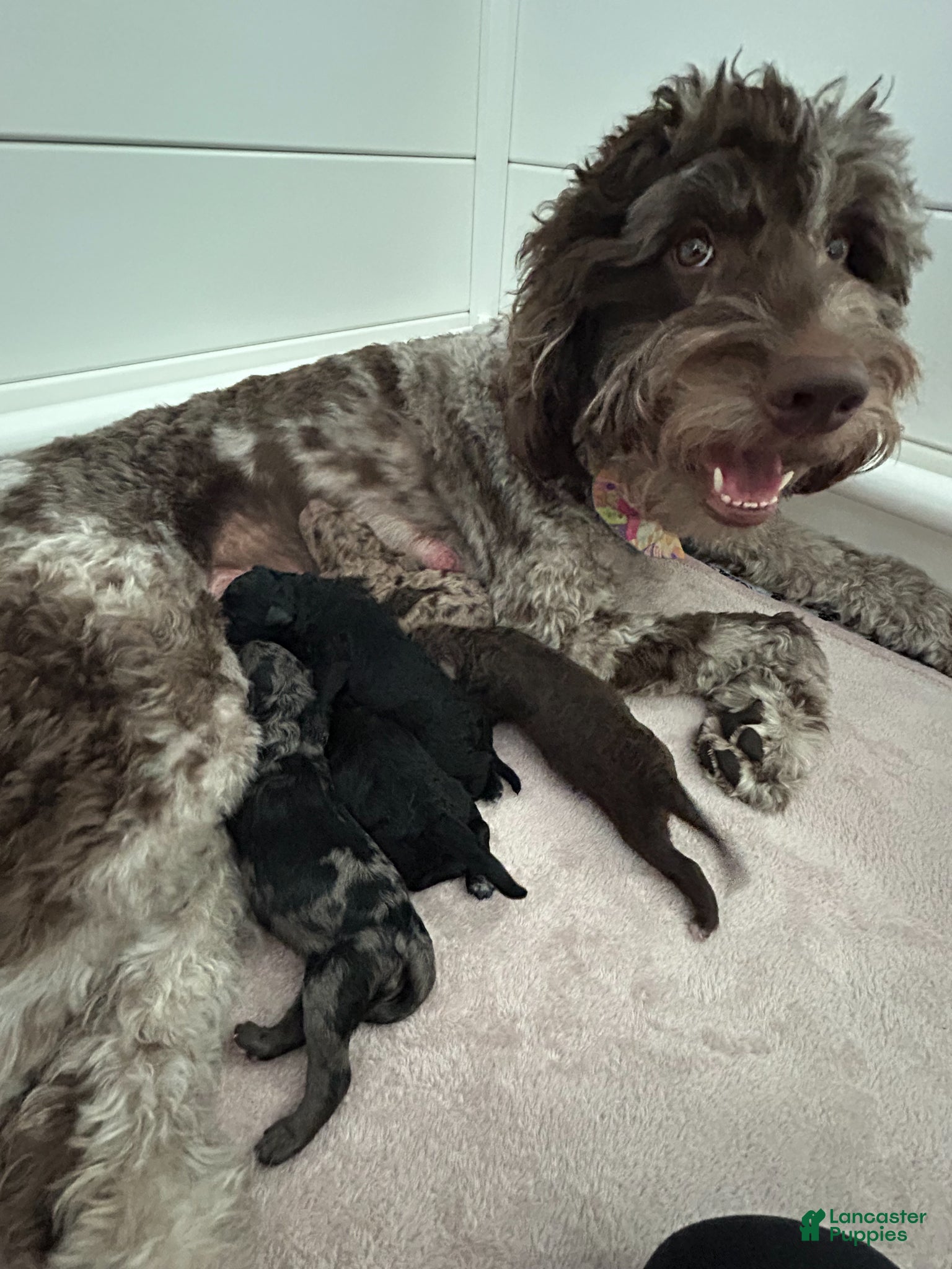 Goldendoodle dogs Goldendoodle Puppy 3 - Ad 2