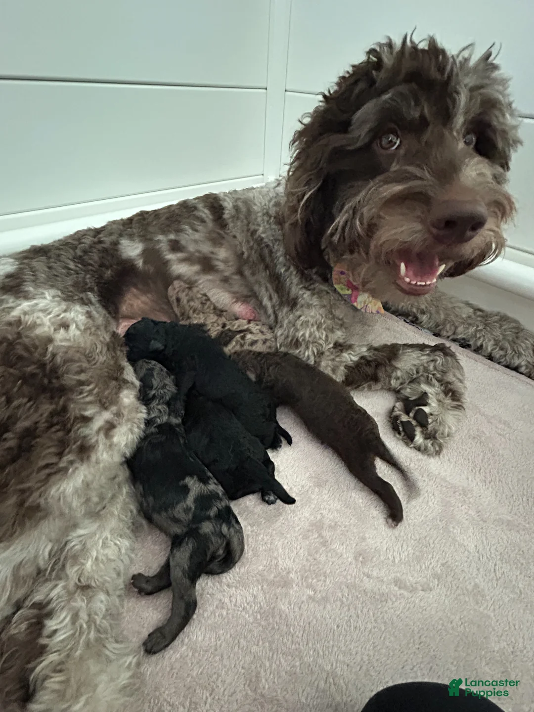 Goldendoodle dogs for sale: Goldendoodle Puppy 3 - Ad 2