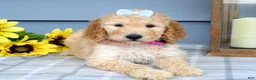 Standard Poodle dogs for sale: Maddie - Ad 4