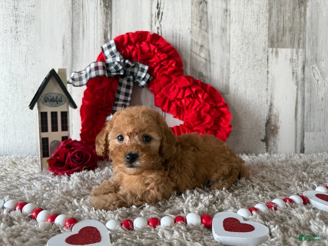 Toy Poodle dogs for sale: Vaya - Ad 3
