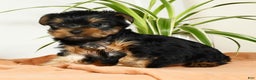 Yorkshire Terrier dogs for sale: Beck - Ad 3