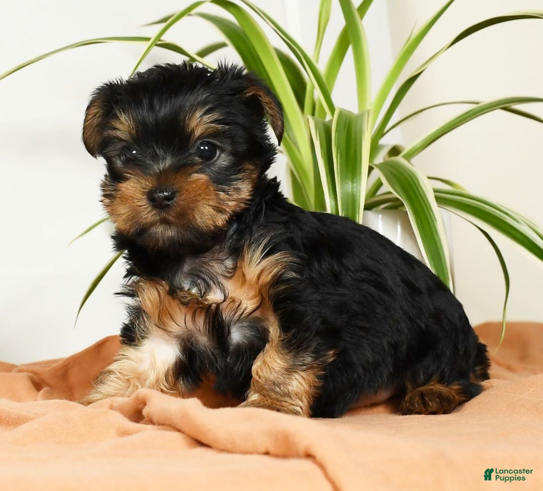 Yorkshire Terrier dogs for sale: Beck - Ad 3