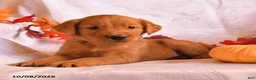 Golden Retriever dogs for sale: Buddy - Ad 3