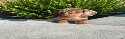 Miniature Dachshund dogs for sale: Brody - Ad 11