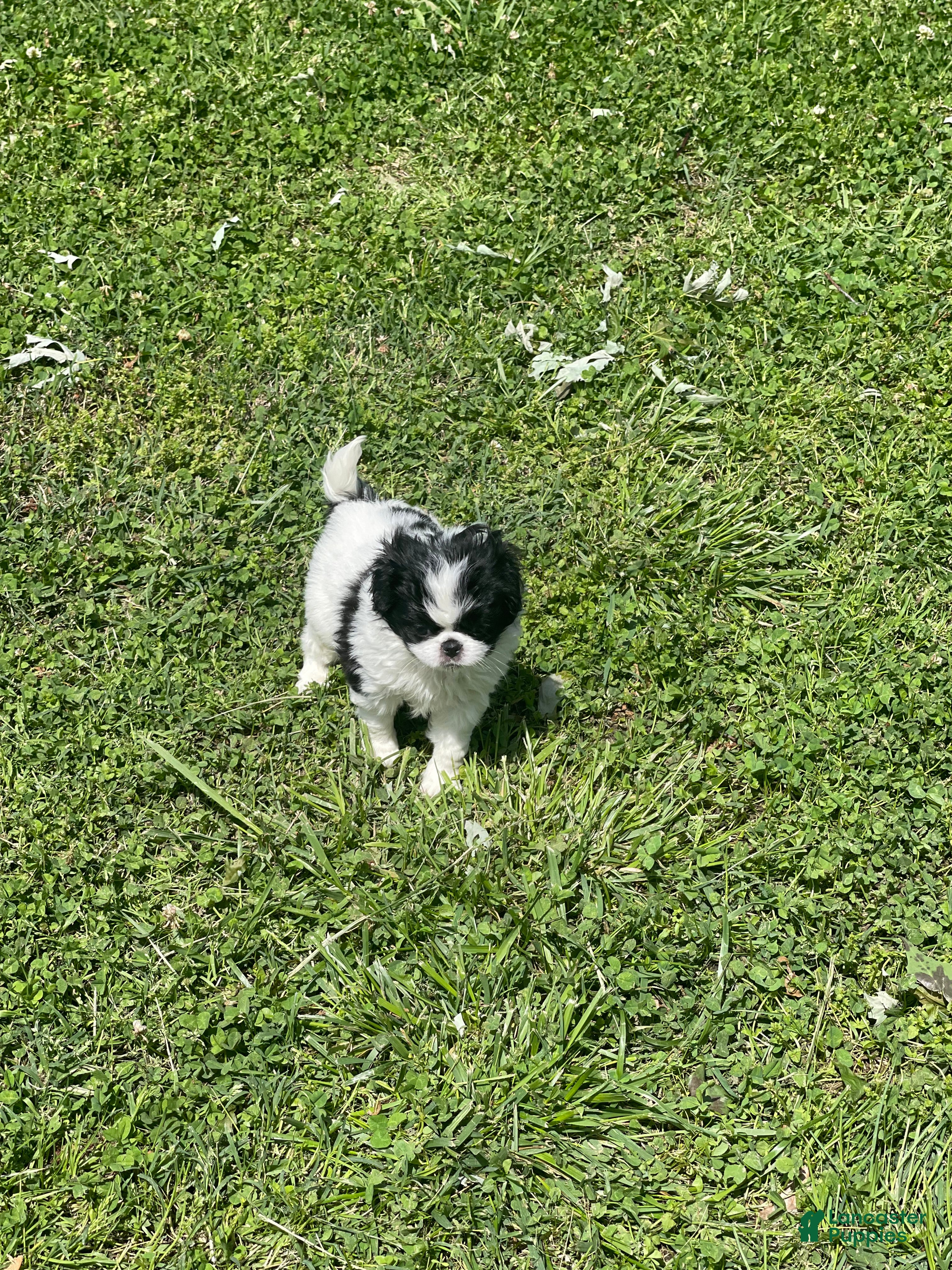 Japanese Chin dogs Japanese Chin Puppy 14 - Ad 1