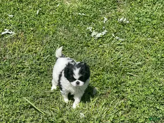 Japanese Chin dogs Japanese Chin Puppy 14 - Ad 1