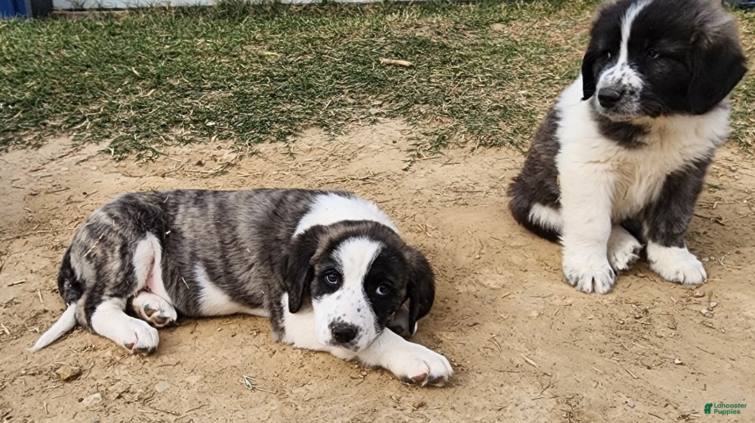 Anatolian Shepherd dogs for sale: AKC Blue 2025 M2 ASD puppy - Ad 3