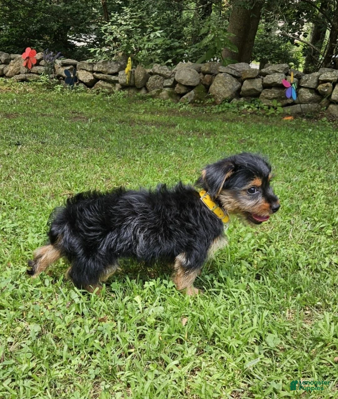 Mixed Breed dogs for sale: Mixed Breed 1 - Ad 5