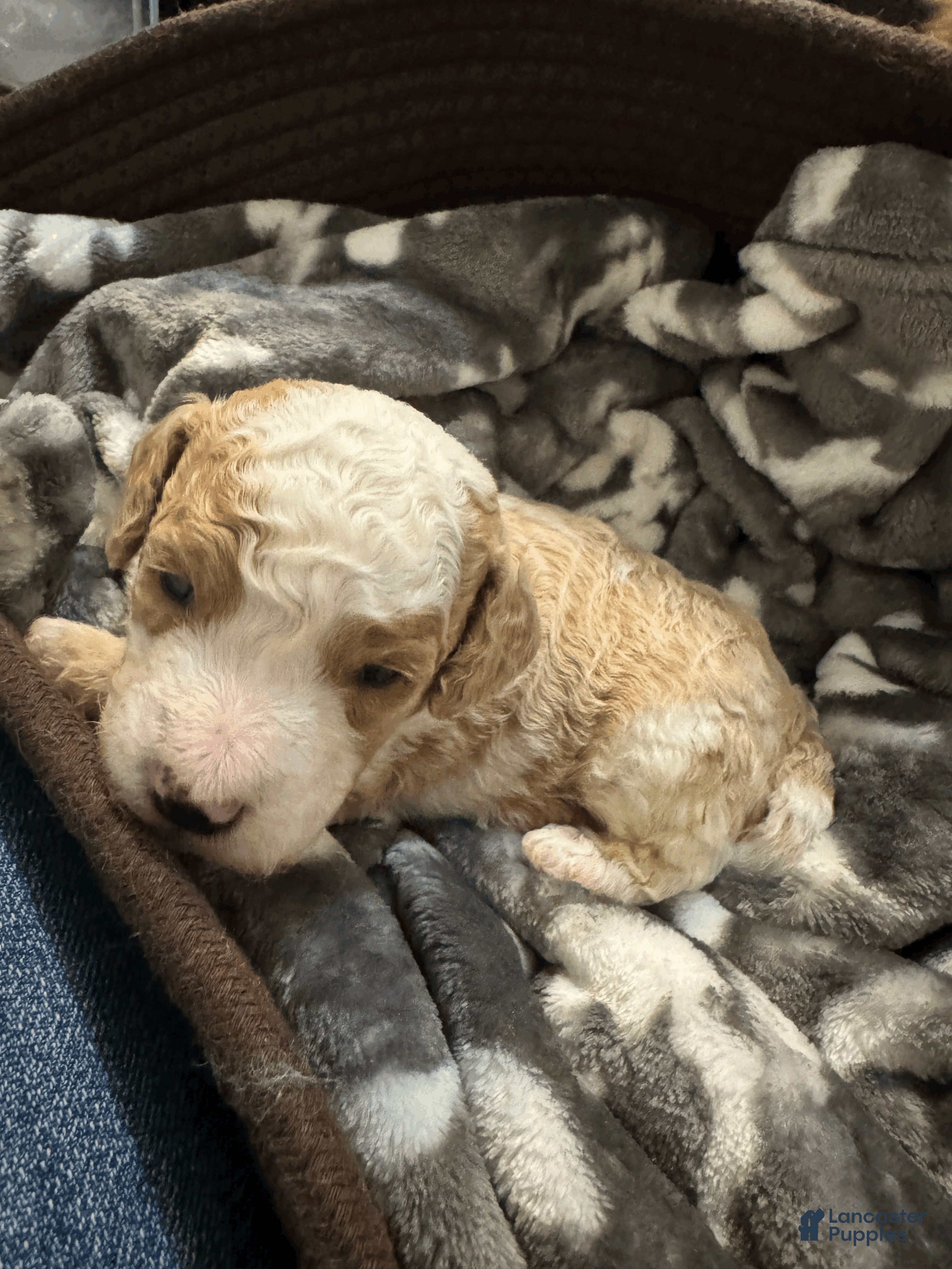 Mini Bernedoodle dogs Mini Bernedoodle Casey - Ad 1