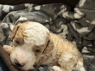 Mini Bernedoodle dogs Mini Bernedoodle Casey - Ad 9