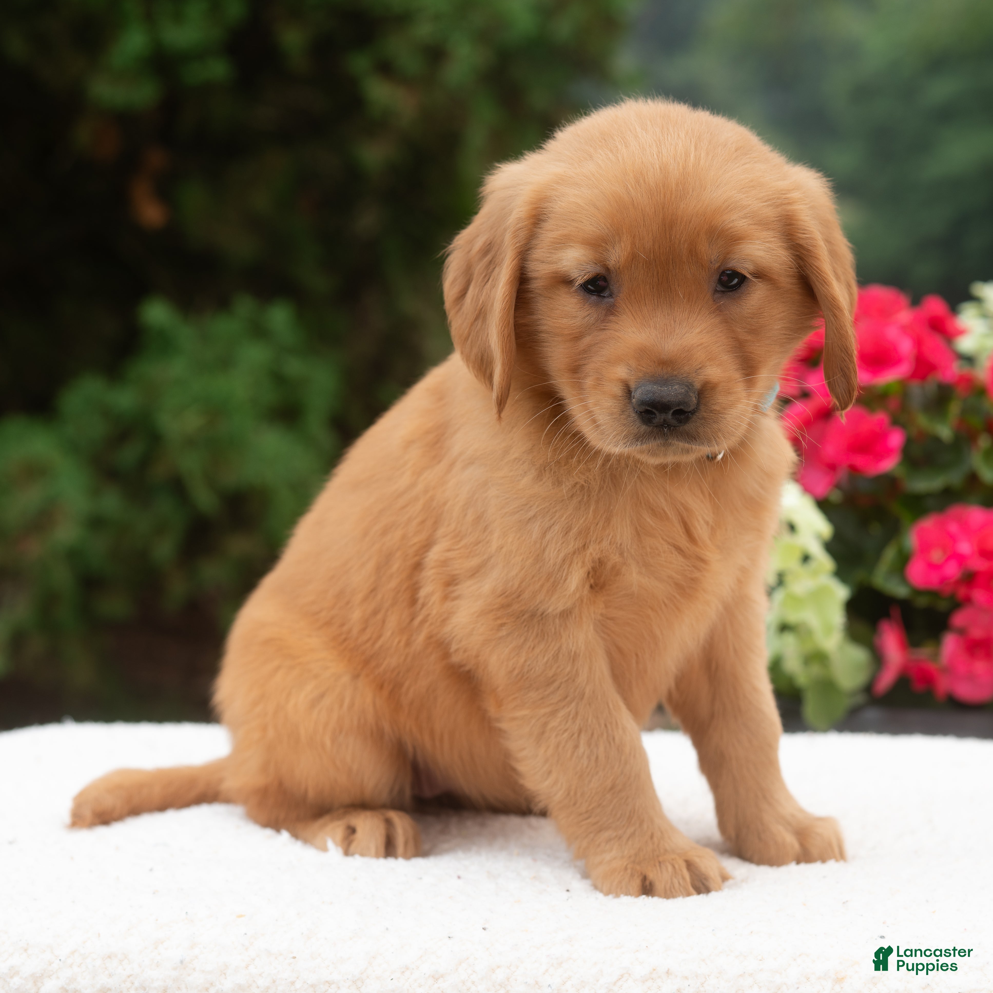 Golden Retriever dogs Kai  - Ad 1