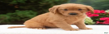Kai 
