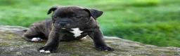 Staffordshire Bull Terrier dogs for sale: Moxie 💖 - Ad 12