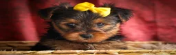 Yorkshire Terrier dogs for sale: DIESEL - Ad 10