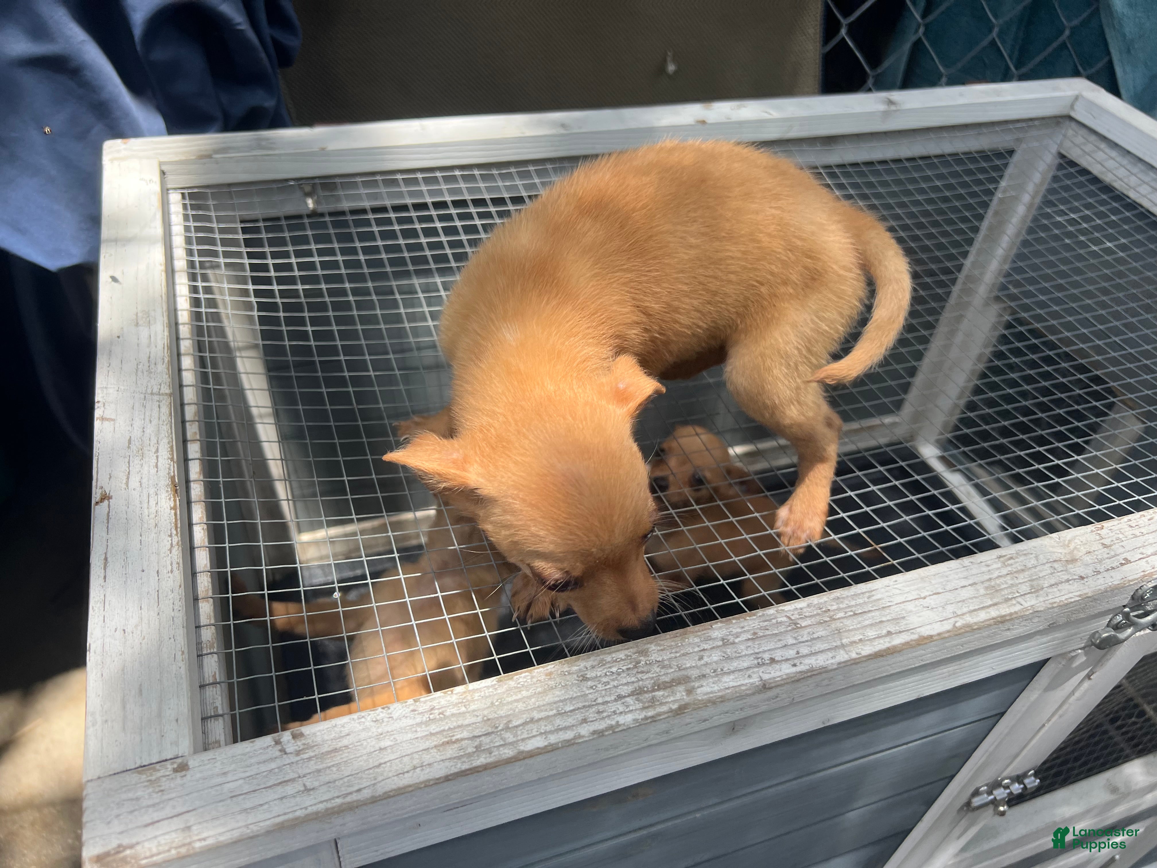 Mixed Breed dogs Mixed Breed 4 - Ad 26