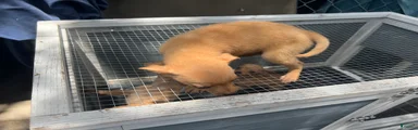 Mixed Breed 4