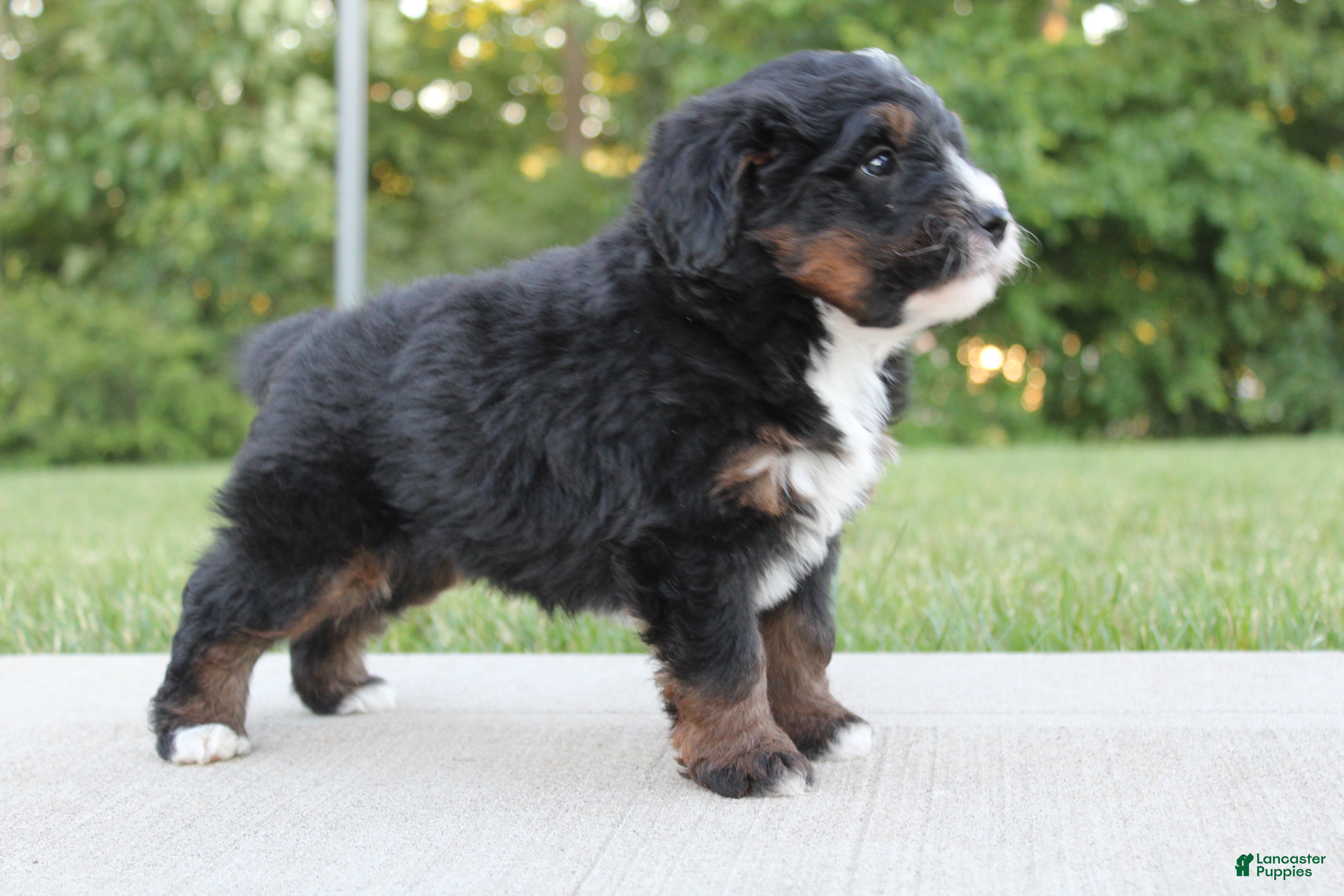 Mini Bernedoodle dogs Milo - Ad 1