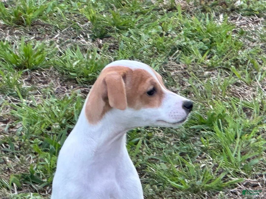 Jack Russell Terrier dogs for sale: Jack Russell Terrier Girl 2  - Ad 2