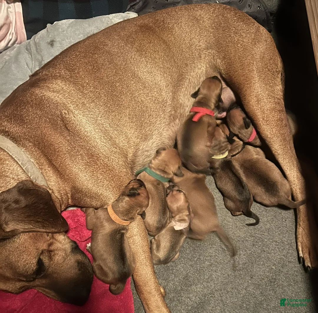 Rhodesian Ridgeback dogs for sale: Rhodesian Ridgeback Puppy 4 - Ad 3