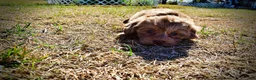 Havapoo dogs for sale: Porsha - Ad 22