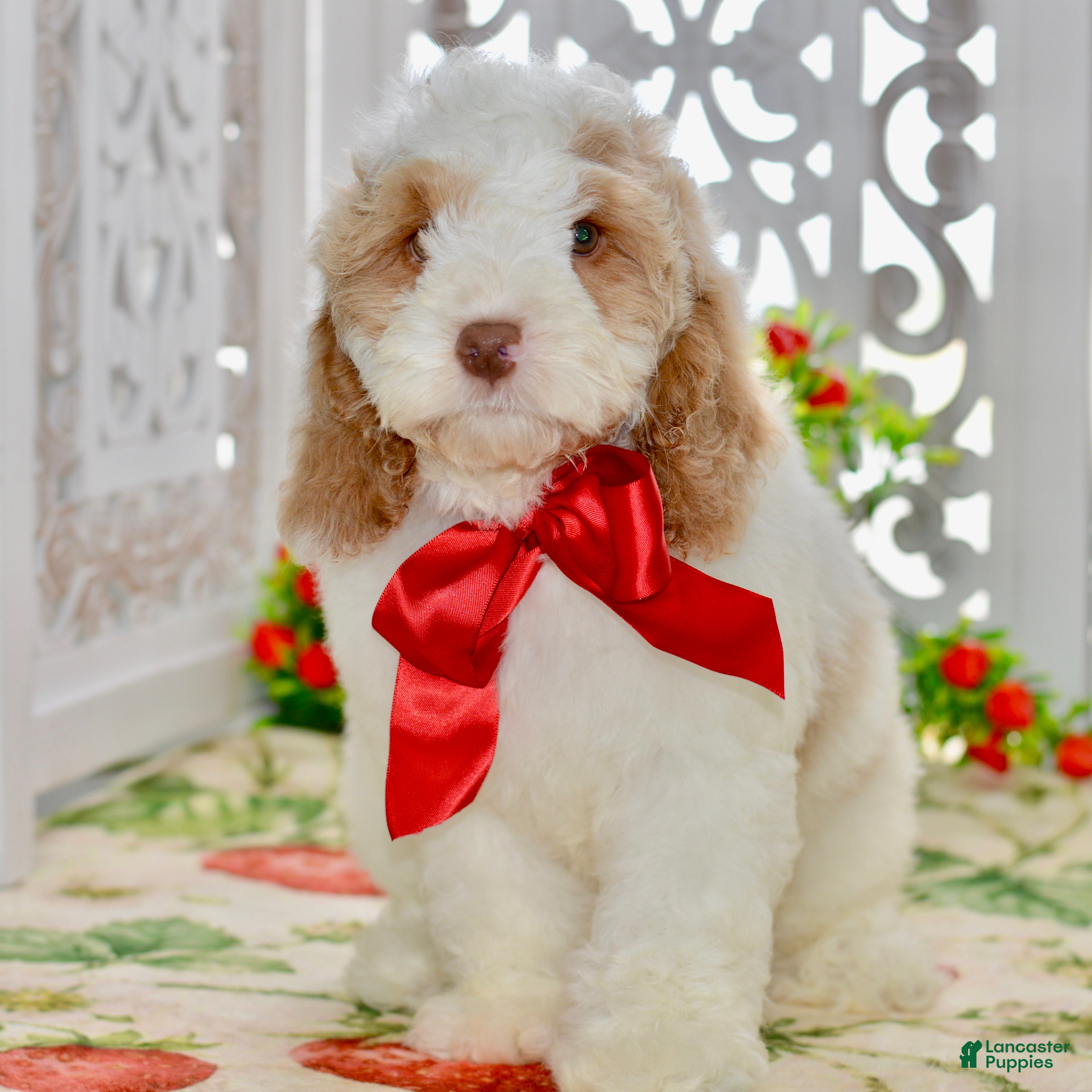 Cockapoo dogs Charles - Ad 1