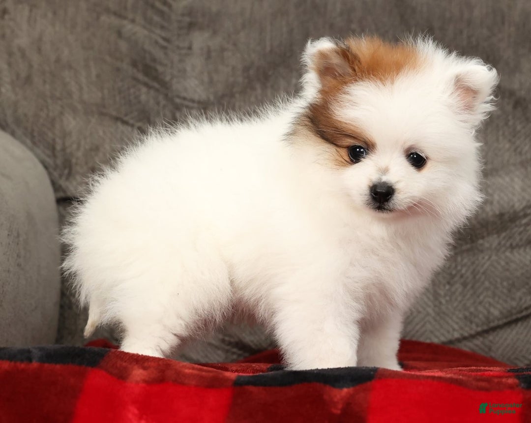 Pomeranian dogs for sale: Buster - Ad 3