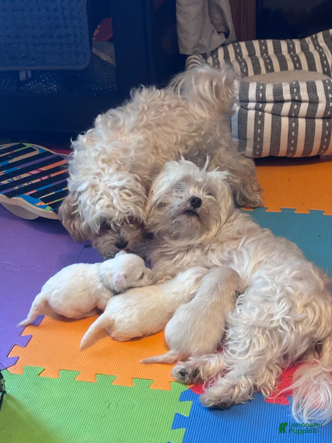 Mixed Breed dogs for sale: Mixed Breed 1 - Ad 3