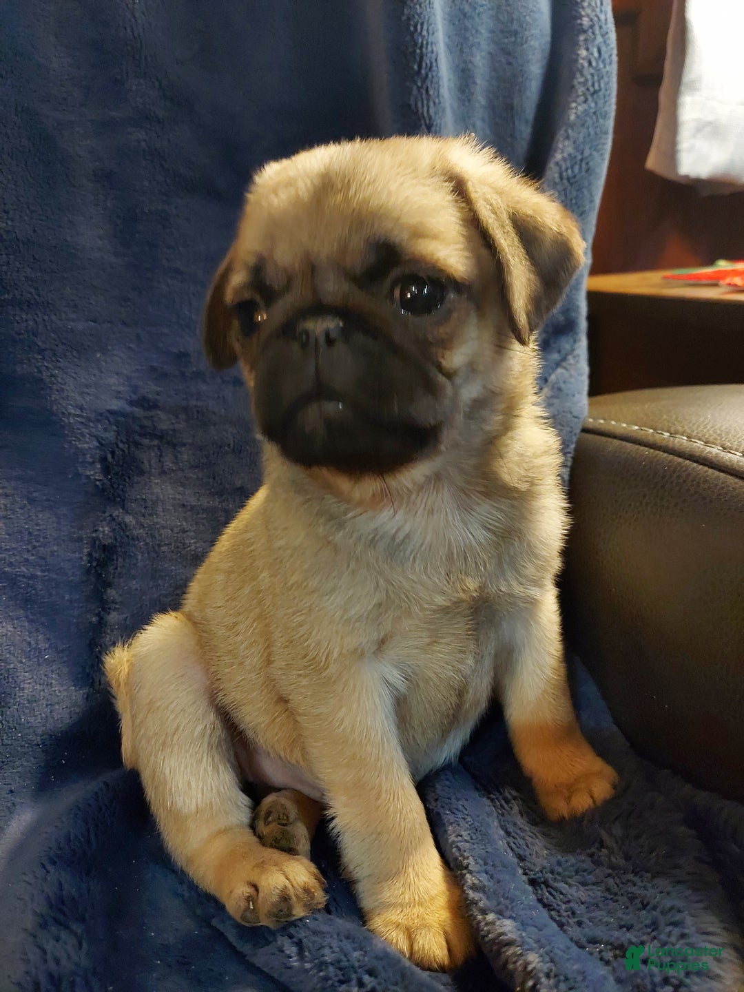 Pug dogs for sale: WILLIE - Ad 14