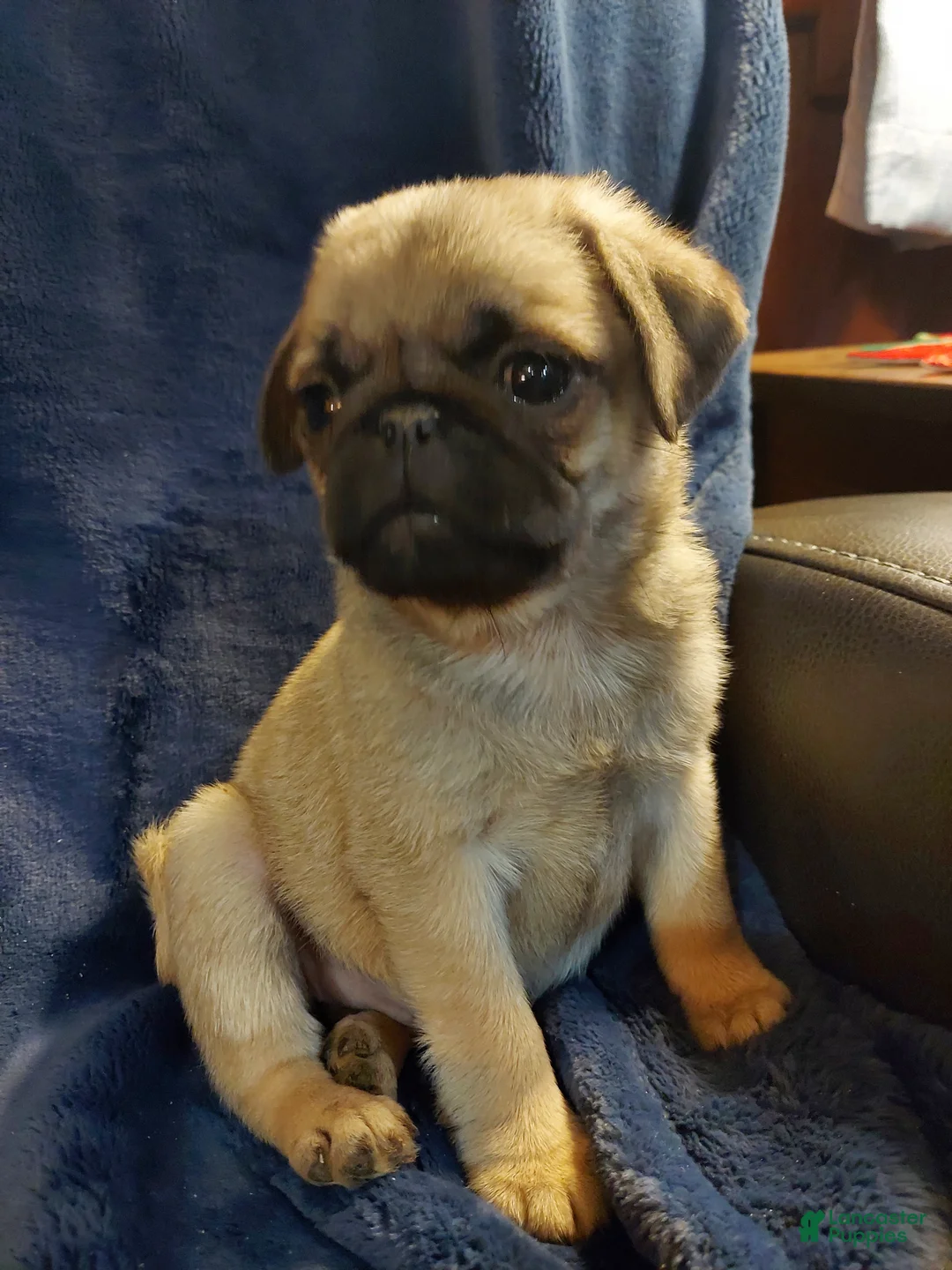 Pug dogs for sale: WILLIE - Ad 14