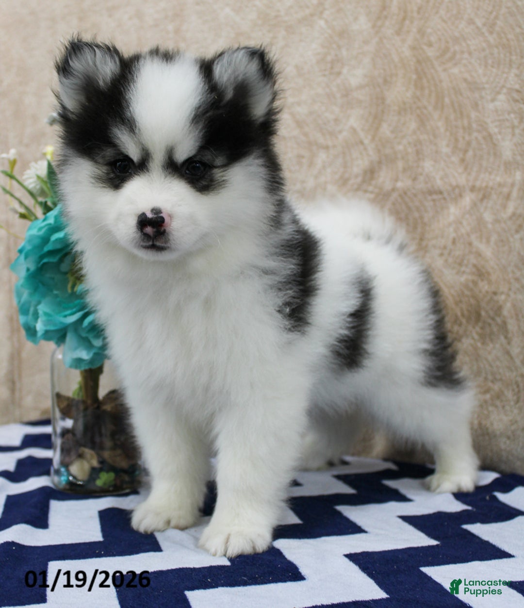 Pomsky dogs for sale: Comet - Ad 2