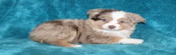Miniature Australian Shepherd dogs for sale: Smokey - Ad 1