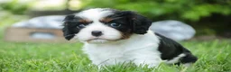 Cavalier King Charles Spaniel dogs for sale: Buddy - Ad 3