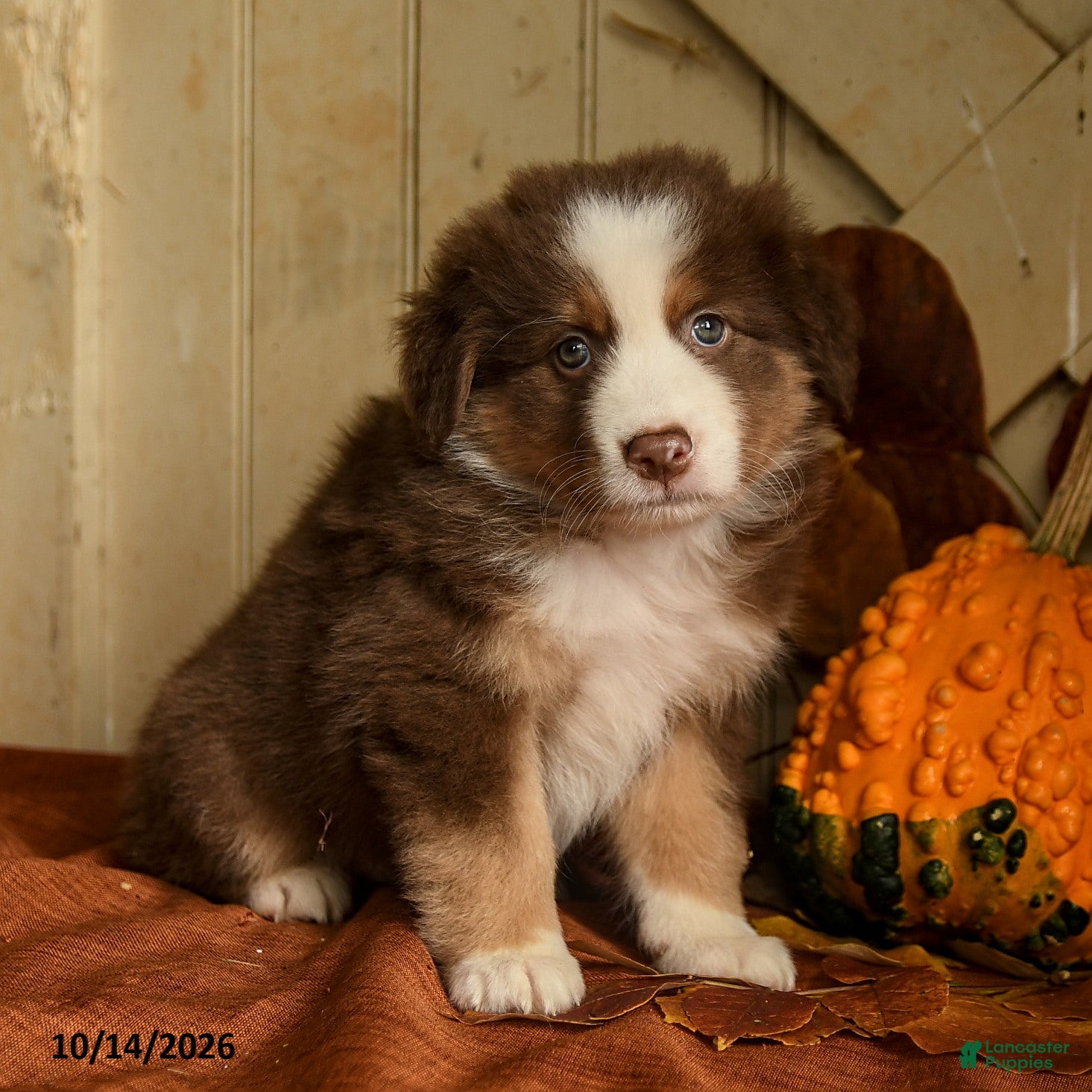 Australian Shepherd dogs for sale: Autumn - Ad 1