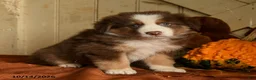 Australian Shepherd dogs for sale: Autumn - Ad 1