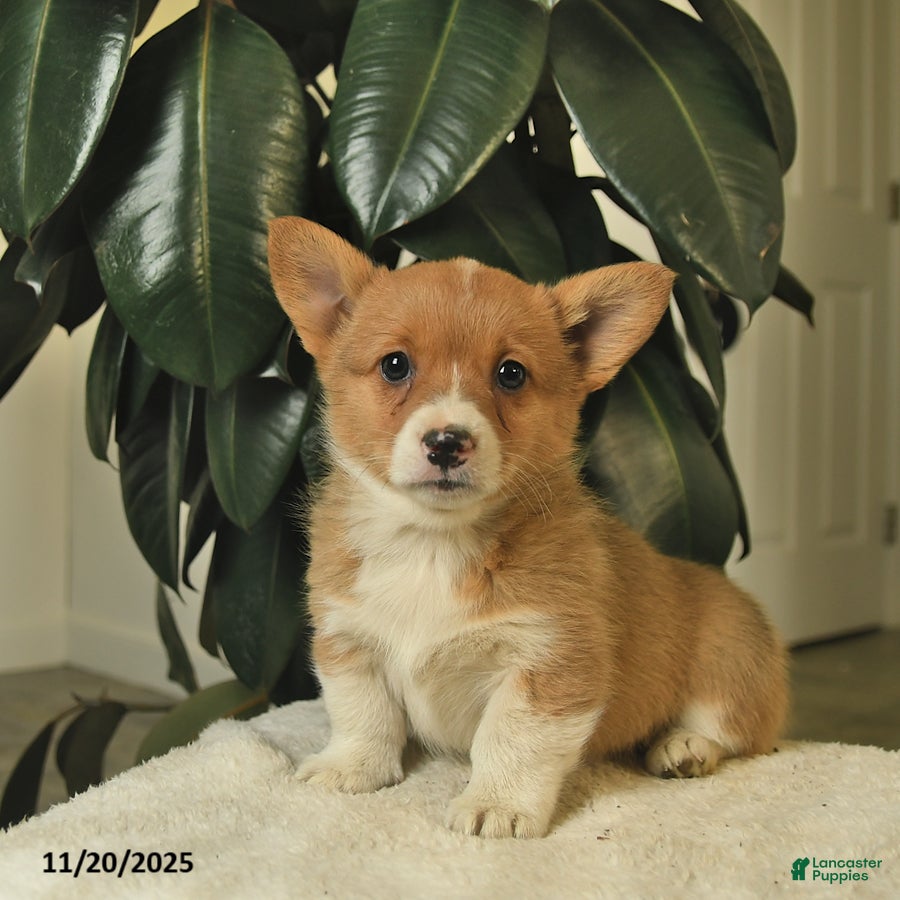 Welsh Corgi Pembroke dogs Cinderella  - Ad 4